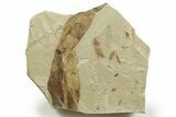 Eocene Fossil Grasshopper (Caelifera) - Green River Formation #368759-1